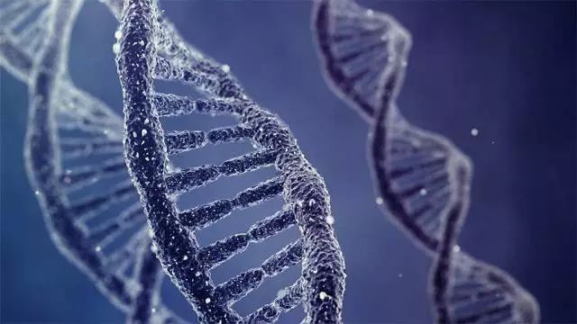 《Science》子刊：肥胖元凶又增一员!这次是小RNA的研究新星“LincRNA”！
