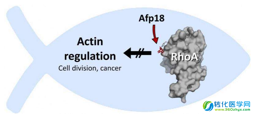 鱼类毒素或可有效治疗癌症