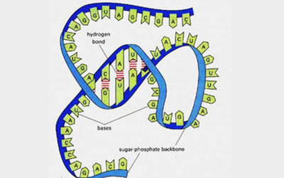 Cell子刊：让CRISPR-Cas9基因编辑更廉价的简单技术