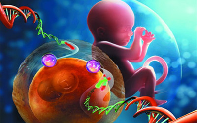 广州生物院发现量子化“线粒体炫”启动体细胞重编程