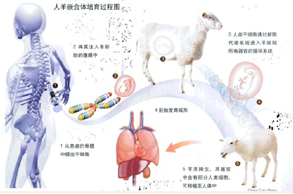 即将解禁：人兽嵌合体就要来了