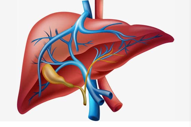 克服肝癌免疫治疗耐药性！中山大学附属第五医院发文：有前景的肝癌治疗新策略