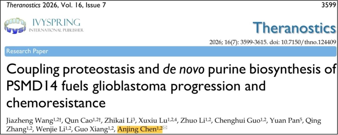 经典方向新进展 | 揭示胶质瘤蛋白稳态与核苷酸代谢耦联调控新机制