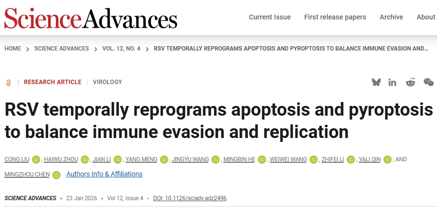 【Science Advances】湖北大学发文：肺部疾病中特定阶段的分子靶点及治疗干预新依据