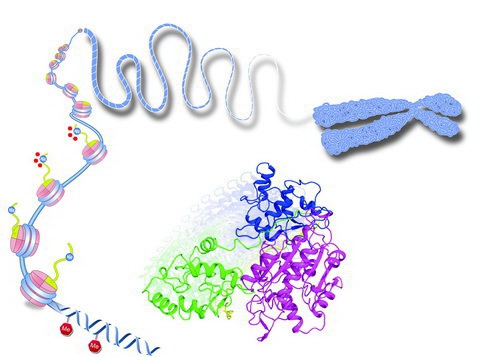 《自然》杂志刊发复旦大学学者重要成果 发现白血病发生关键蛋白工作新机制