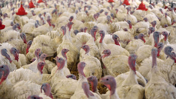 上海新增1例人感染H7N9病例 正在积极救治中